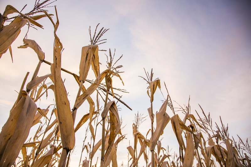 8 Tips for Corn Harvest Success | AgWeb